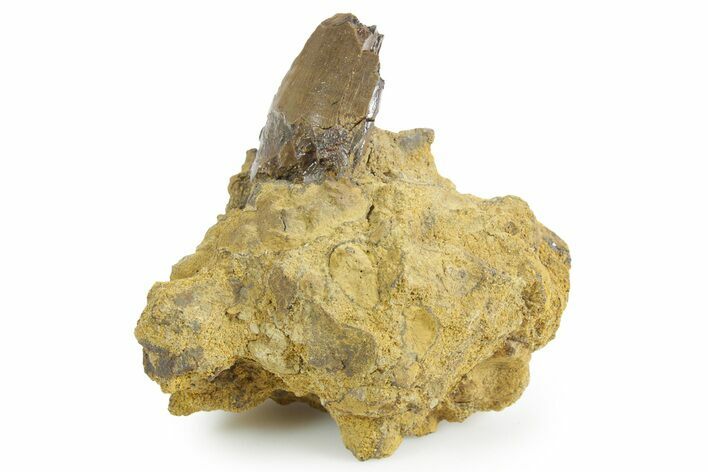 Fossil Partial Tyrannosaurus rex Tooth in Sandstone - Montana #351826